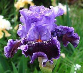 Ірис By Jeeves Бай Дживз (Blyth 2008) (саджанці)