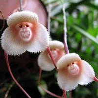 Семена цветов - "Лицо обезьяны"