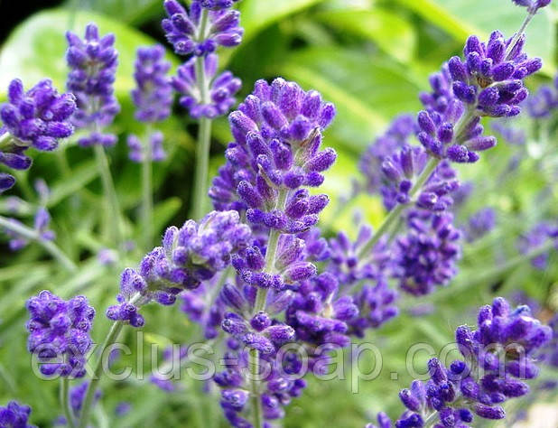 Лаванда отдушка-10 мл, фото 1