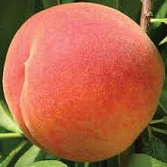 Персик середній сорт Флемінг Ф'юрі PF-15, підщепа алича