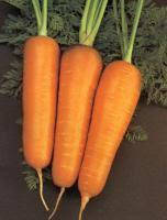 Семена раннеспелой моркови сорт Артек 0,5кг Ранняя.MARVEL