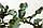 Кафрський Лайм, Хистрикс (Kaffir Lime, Citrus hystrix) 20-25 см. Кімнатний, фото 5