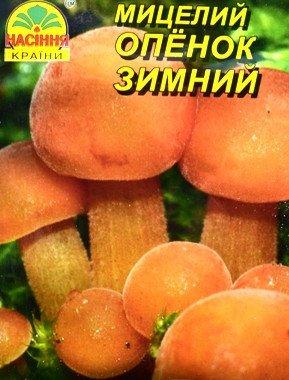 Міцеля гриба Опонок Зимовий, 10 г
