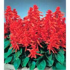 Насіння Сальвія Кампай Kampai Deep Red 100 насінин Kitano Seeds