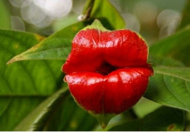Сім'яна бонсай рослини "Psychotria елата сексі губки"