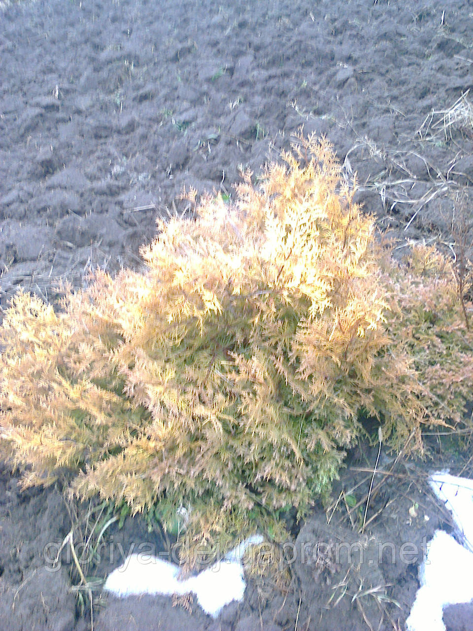 Туя західна, Туя западная ф.золотистая (Thuja occidentalis Aurea). 1,30м - фото 1 - id-p66721697