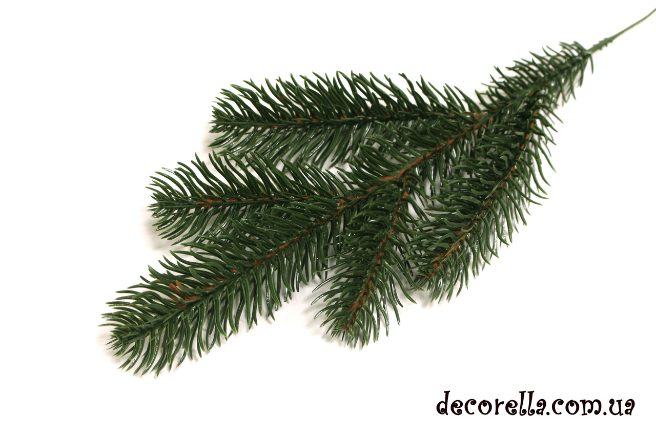 Гілка хвої зелена, фото 1