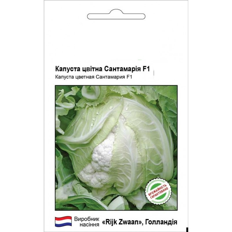 Капуста кольорова Сантамарія F1 20 насіння Rijk Zwaan, фото 1