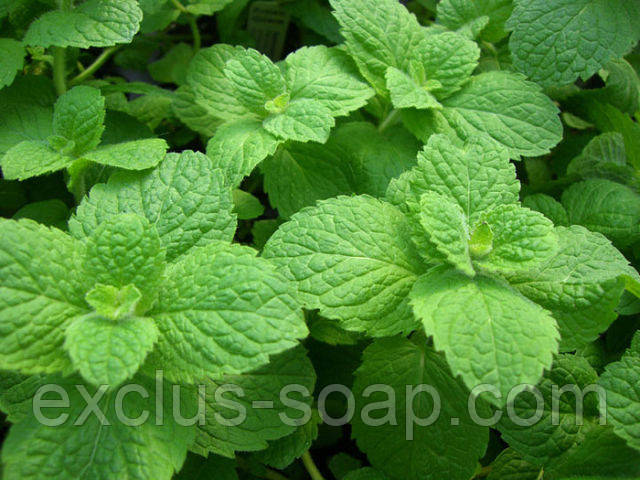 М'ята отдушка-10 мл, фото 1