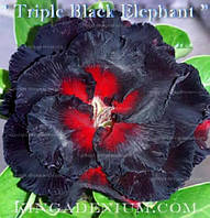 Адениум семена Triple Black Elephant