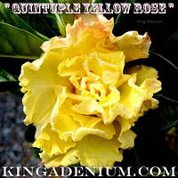 Адениум семена Quintuple Yellow Rose