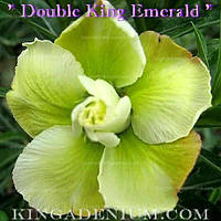 Адениум семена Double King Emerald