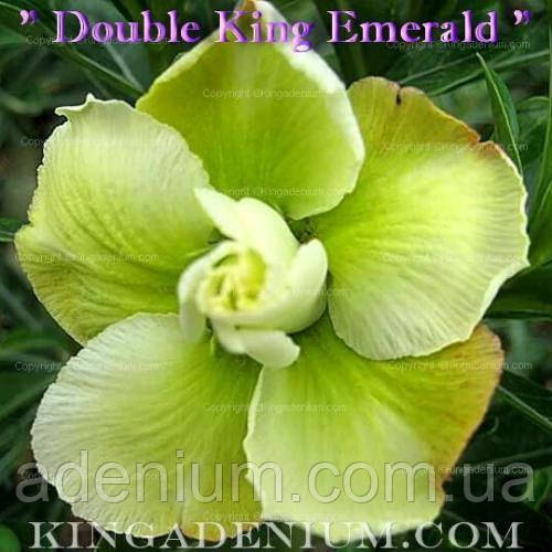 Адениум семена Double King Emerald - фото 1 - id-p799349678