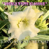 Адениум семена Double White Blossom