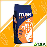Семена кукурузы Mas 37.V/Мас 37.В ФАО 340