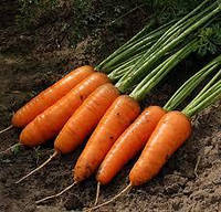 Семена среднеспелой моркови дражированной Шантанэ роял 2 Польша 0,5кг