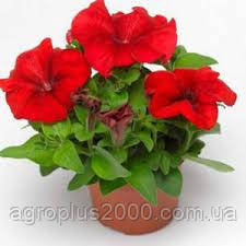 Насіння Петунія великоквіткова Тритунія F1 Червона Red 1000 насінин Syngenta
