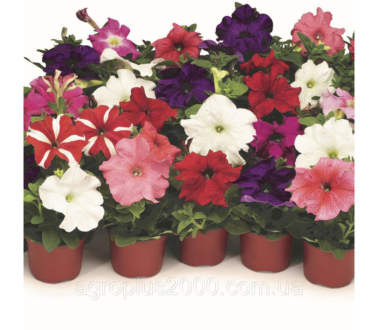 Насіння Петунія крупноквіткова Тритуния F1 Суміш 1000 насінин Syngenta