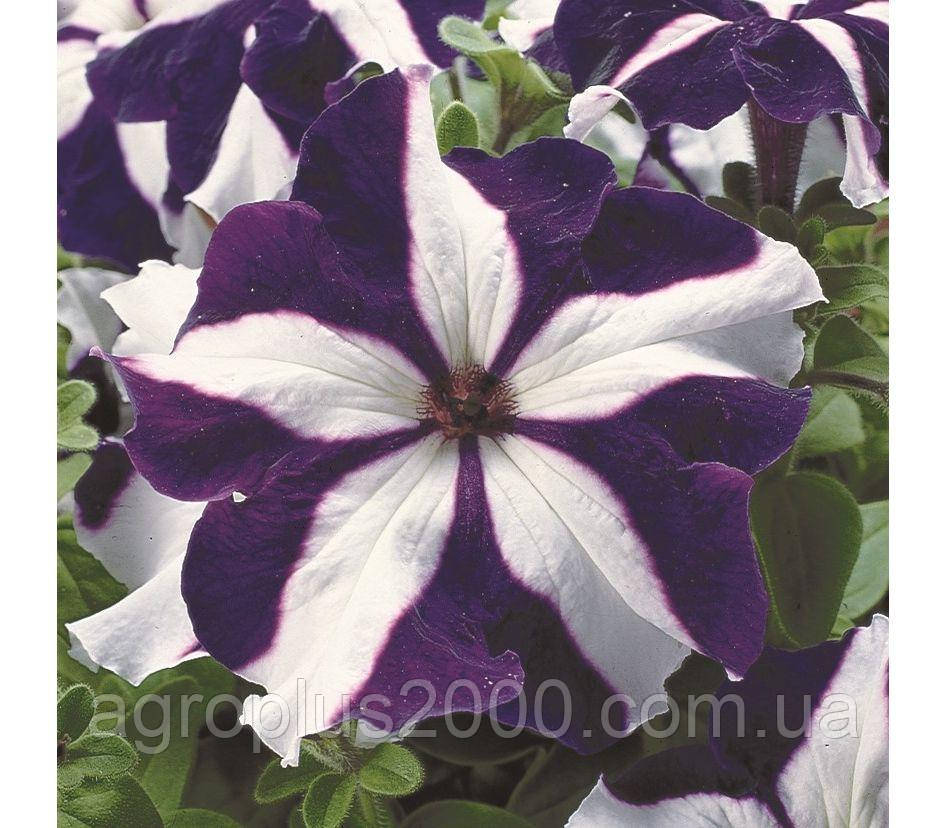 Насіння Петунія великоквіткова Тритунія F1 Синя Зірка Blue Star 1000 насінин Syngenta