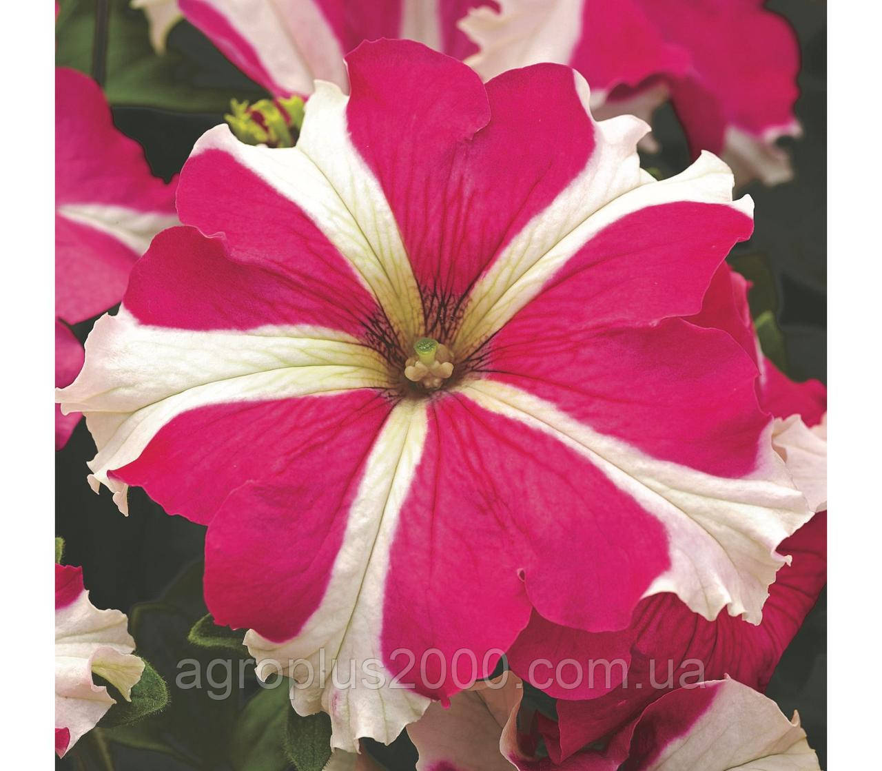 Насіння Петунія великоквіткова Тритунія F1 Рожева Зірка Rose Star 1000 насінин Syngenta