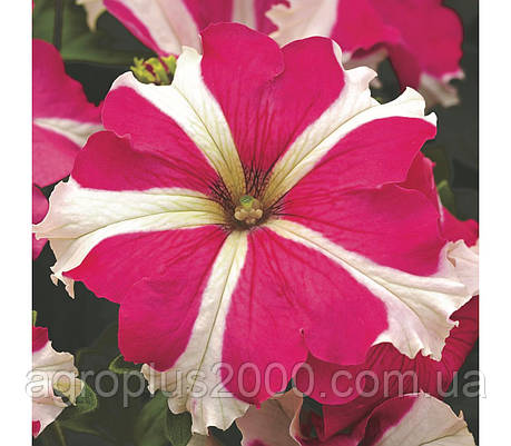 Насіння Петунія великоквіткова Тритунія F1 Рожева Зірка Rose Star 1000 насінин Syngenta, фото 1