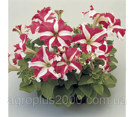 Насіння Петунія великоквіткова Тритунія F1 Рожева Зірка Rose Star 1000 насінин Syngenta, фото 2