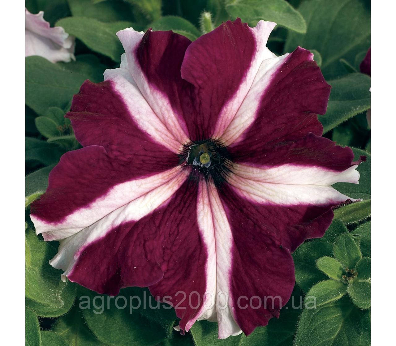 Насіння Петунія великоквіткова Тритунія F1 Кримсон Зірка Crimson Star 1000 насінин Syngenta