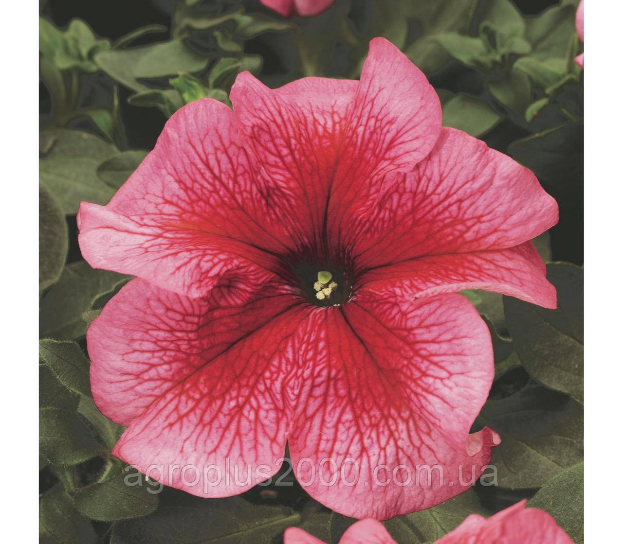 Насіння Петунія великоквіткова Тритунія F1 Лососева з прожилками Salmon Veined 1000 насінин Syngenta