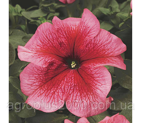 Насіння Петунія великоквіткова Тритунія F1 Лососева з прожилками Salmon Veined 1000 насінин Syngenta, фото 1