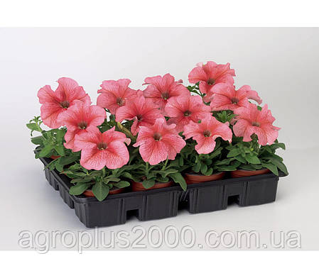 Насіння Петунія великоквіткова Тритунія F1 Лососева з прожилками Salmon Veined 1000 насінин Syngenta, фото 2