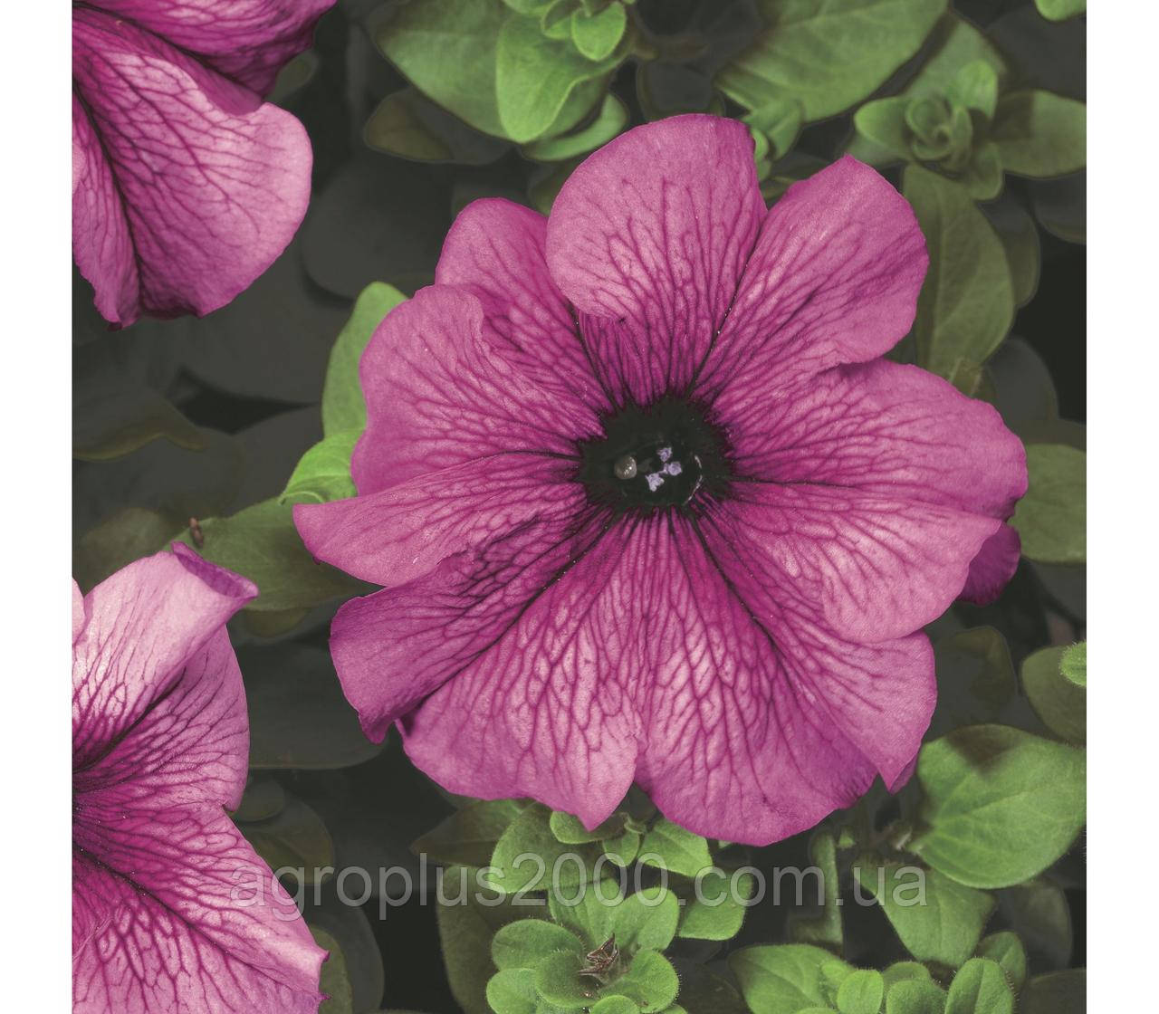 Насіння Петунія великоквіткова Тритунія F1 Сливова Plum 1000 насінин Syngenta