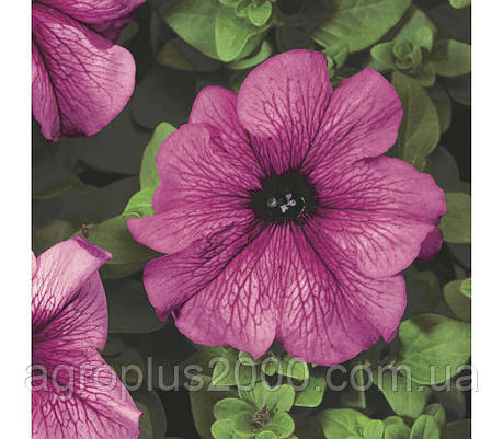 Насіння Петунія великоквіткова Тритунія F1 Сливова Plum 1000 насінин Syngenta, фото 1