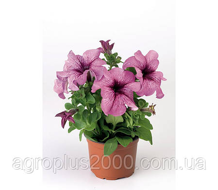 Насіння Петунія великоквіткова Тритунія F1 Сливова Plum 1000 насінин Syngenta, фото 2