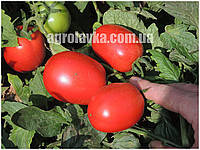 Рані F1 - насіння детермінантного томату для переробки, 100 нас., Libra Seeds