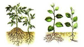 Укорінювачі