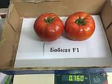 Насіння томата Бобкат F1 (1000 сем.) Syngenta, фото 2