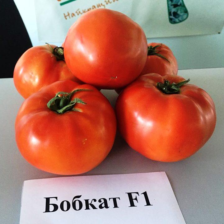 Бобкат F1 (1000 нас.) насіння томату Syngenta, фото 1