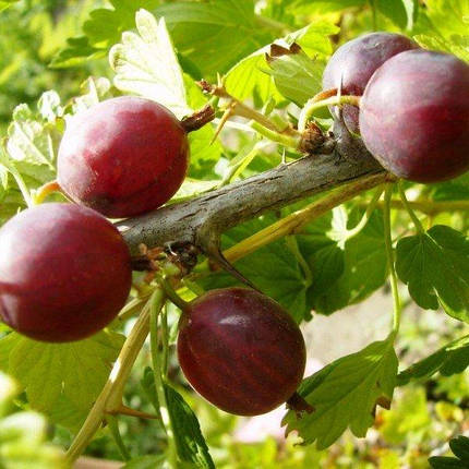 Агрус сорт Неслуховский, полуупакованные, фото 1