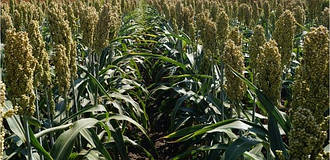 Насіння сорго зернове