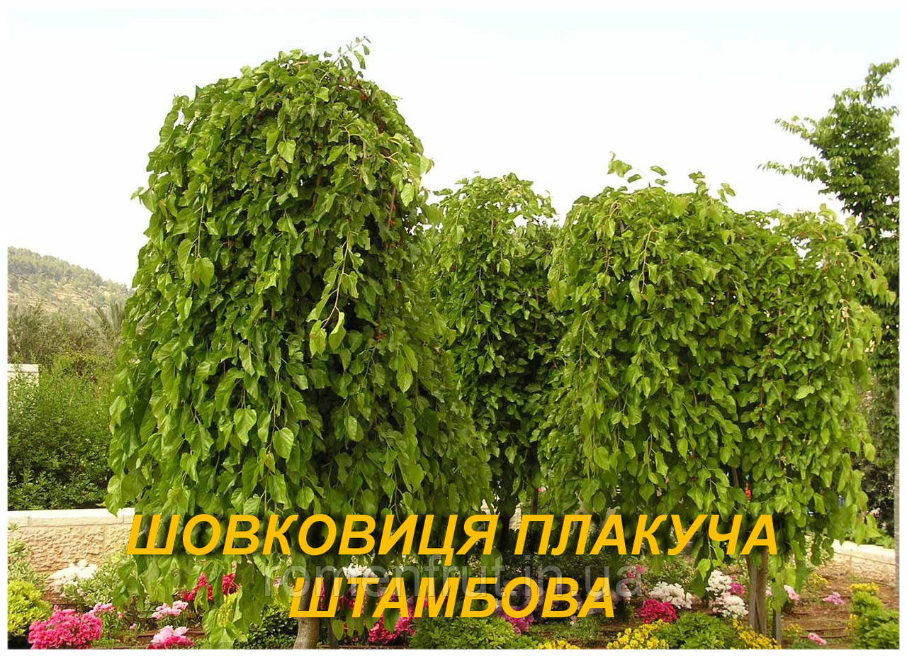 Шовковиця штамбова (плакуча форма) 2 р.