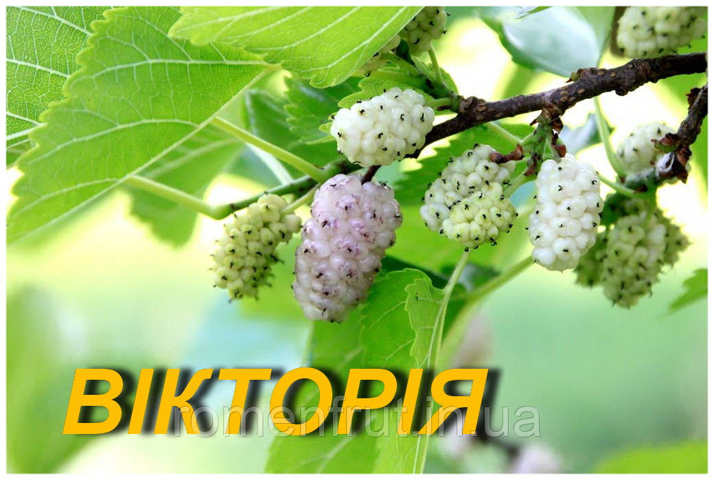 Шовковиця "Вікторія" (ЗКС) 2р., фото 1