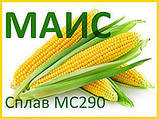 Насіння кукурудзи СПЛАВ МС 290 (ФАО - 290) фр.2 2022 р.в. (МАІС Синельникове), фото 2