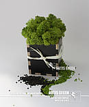 Сувеніри з мохом від "Artis Green", S23, фото 2