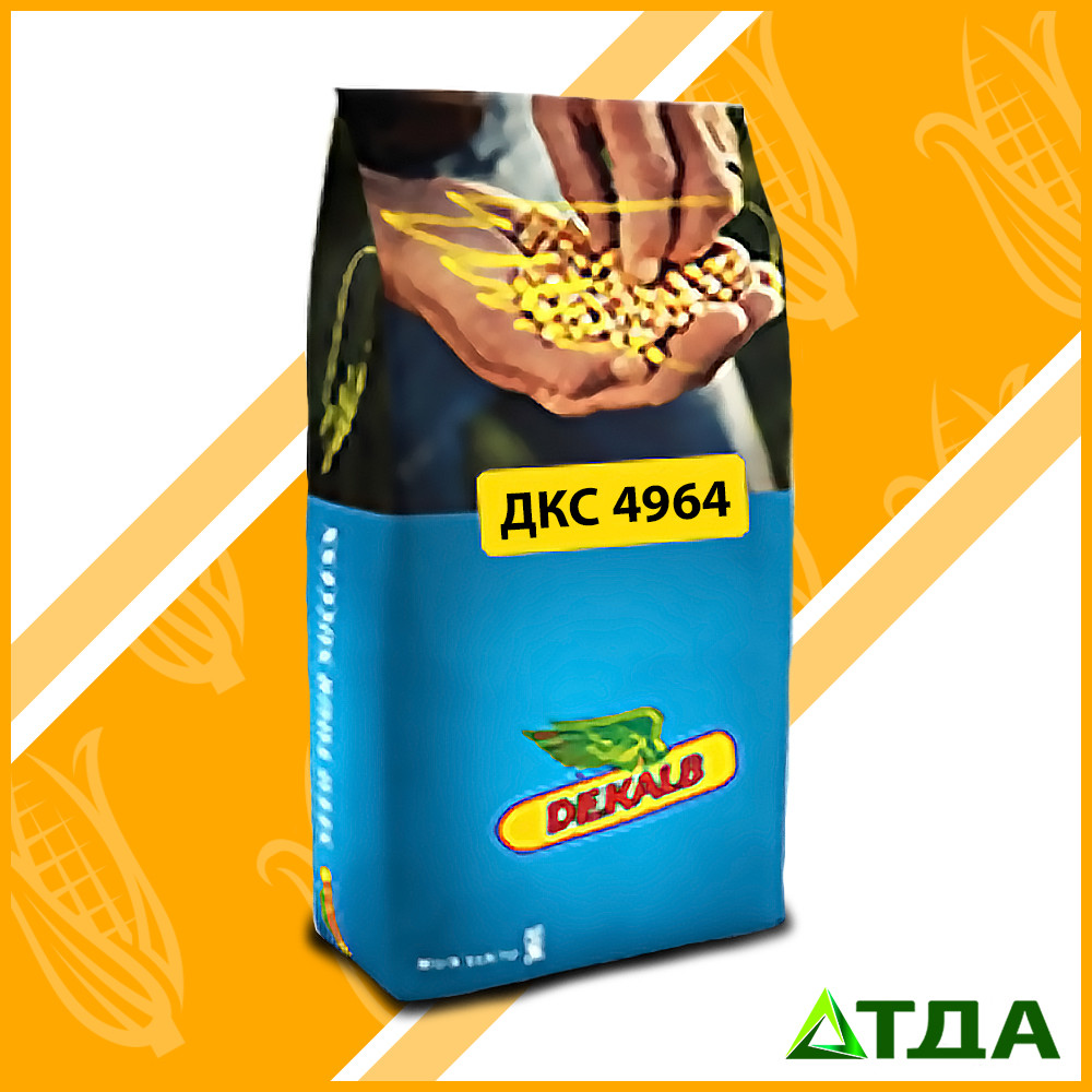 Насіння кукурудзи DKC 4964 / ДКС 4964 ФАО 380