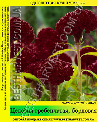 Насіння квітів «Целозія гребінчаста» бордова 50 г, фото 2