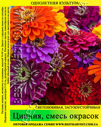 Насіння квітів «Цинія» суміш забарвлень 50 г, фото 2