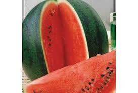 Насіння кавуна Шуга Бебі 1 кг інкрустоване., фото 1