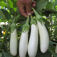 Мобі Дік F1 - насіння баклажана, 250 нас., Libra Seeds