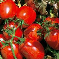 Насіння томату детермінантного для переробки EZ 052 F1 (1000семян) Libra Seeds
