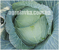Насіння капусти білокачанної Ультиматум F1 (1000семян) Libra Seeds